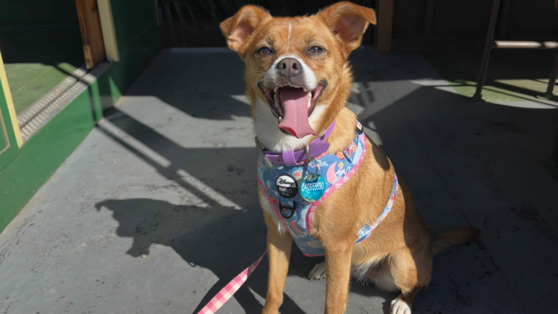 Street Paws Festival