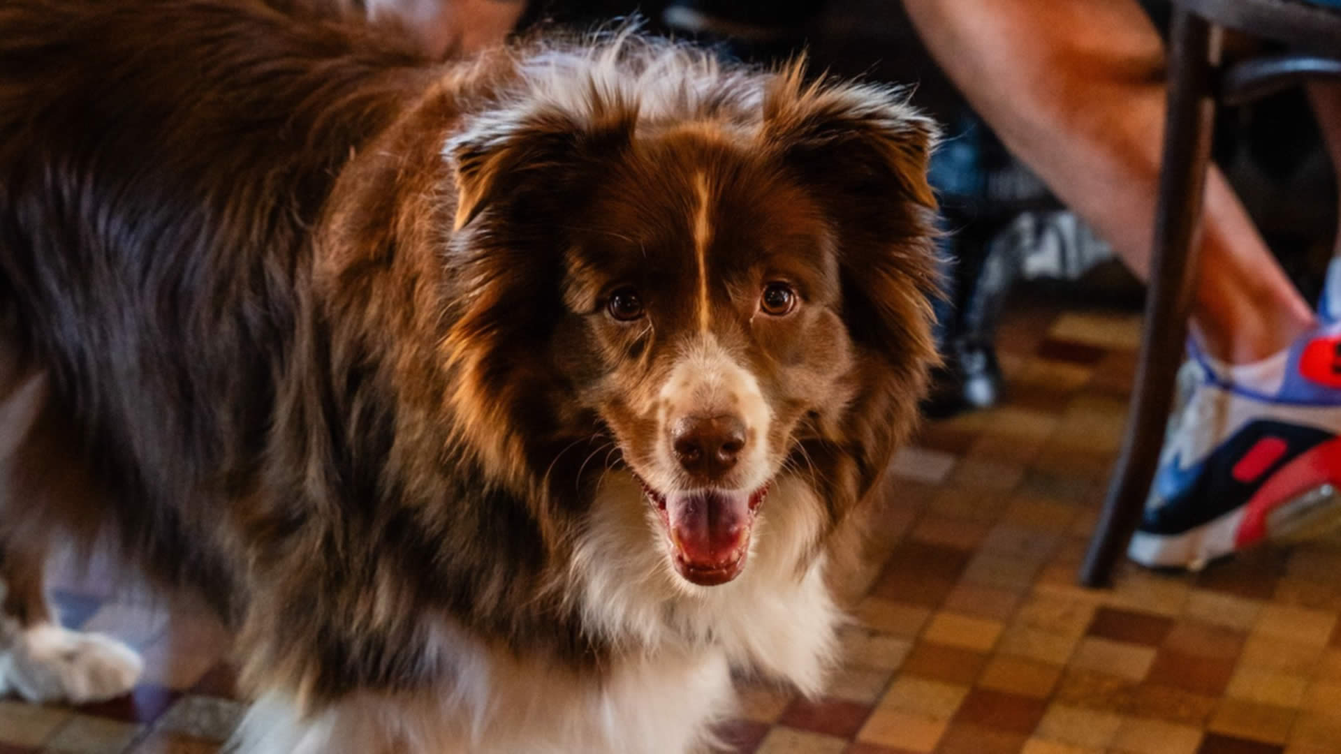 Street Paws Festival