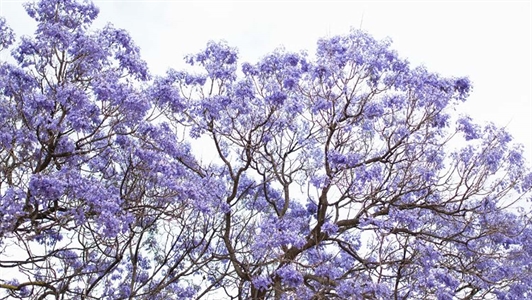 Jacaranda Season