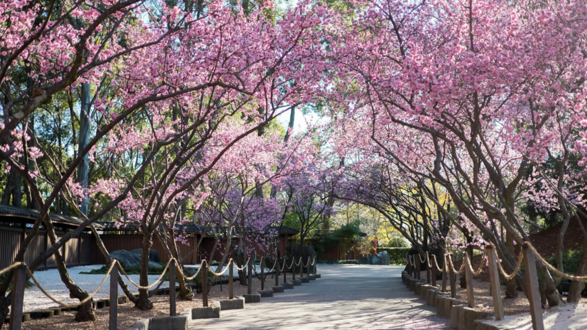 Cherry Blossom