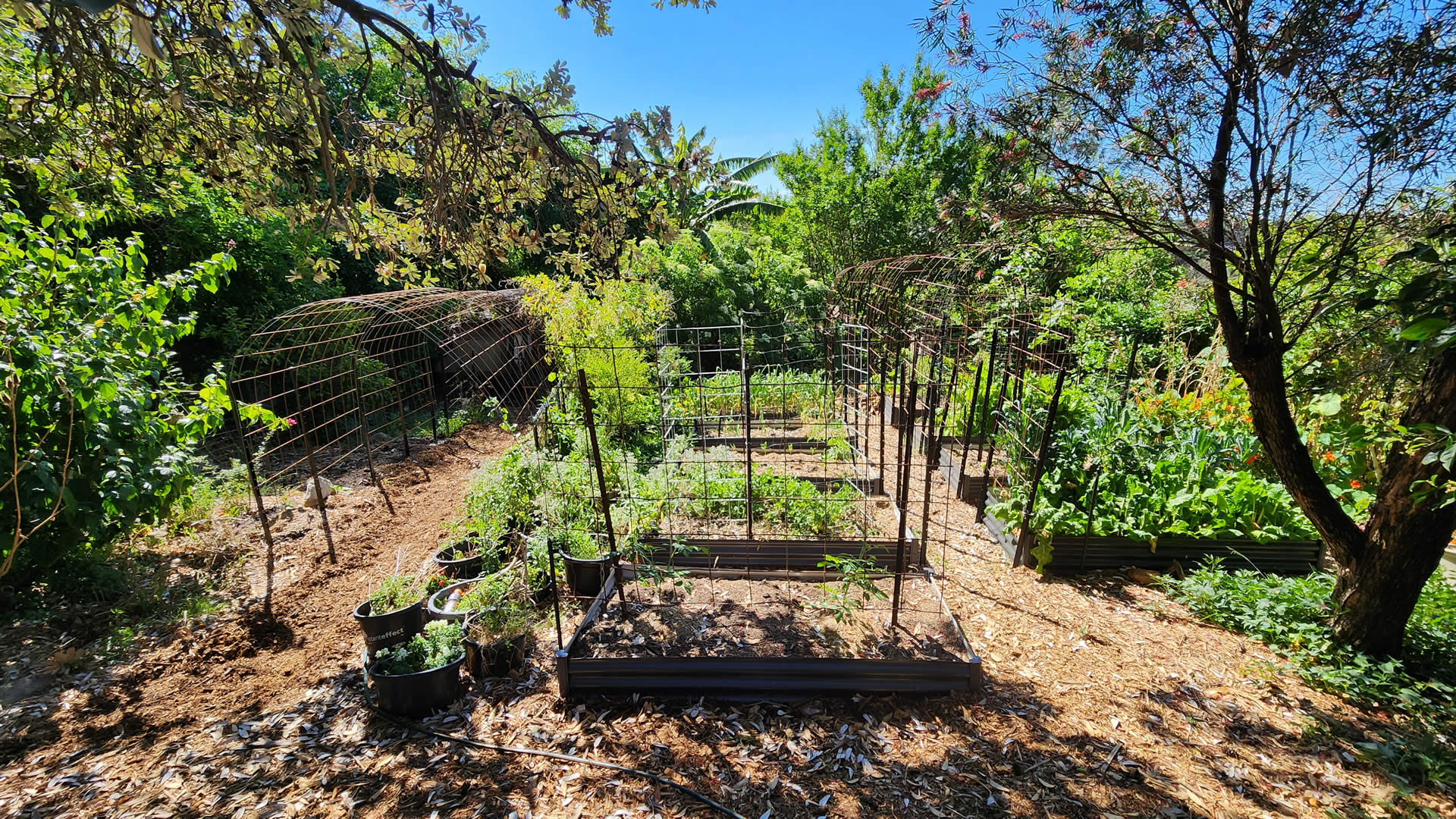 What's and edible garden