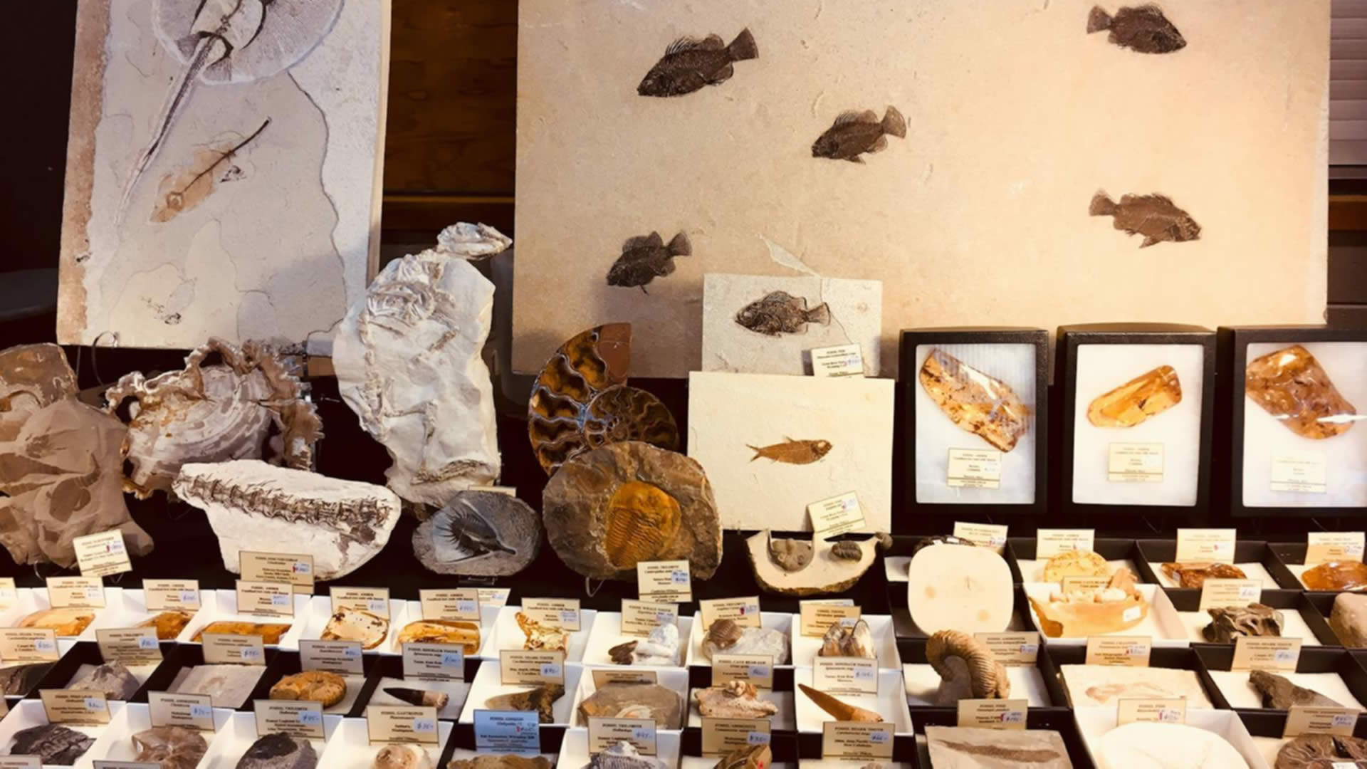 Gem Expo