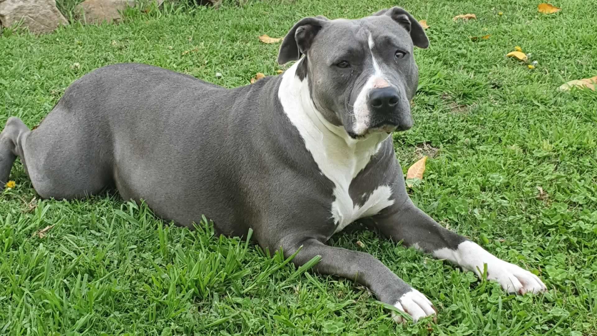 Pet Day