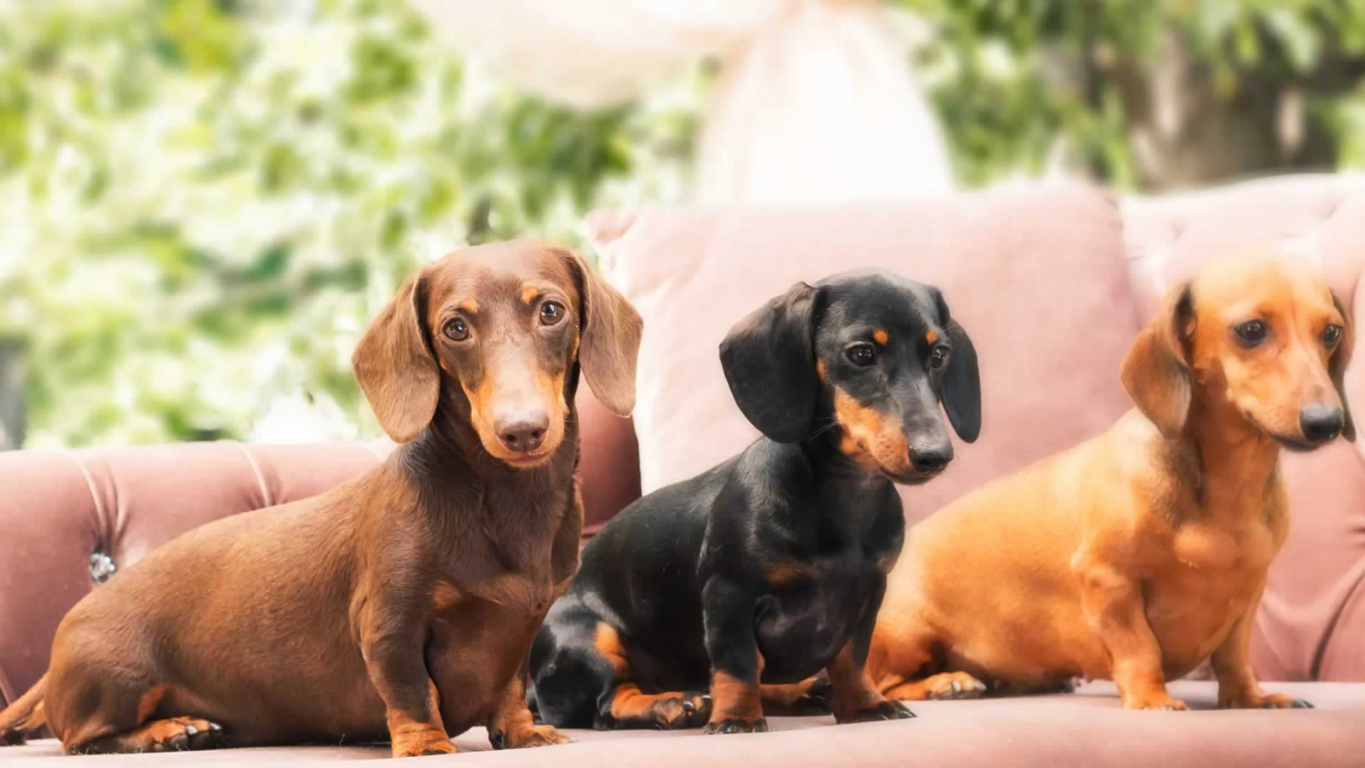 Dachshund Festival