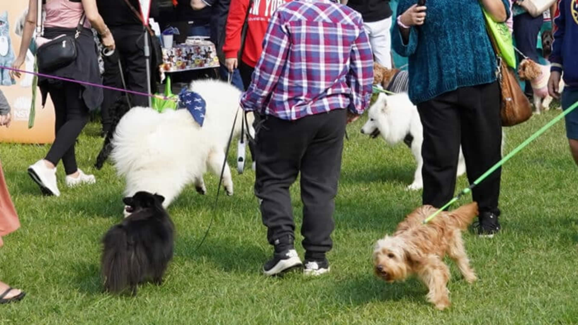 Pets Day Out