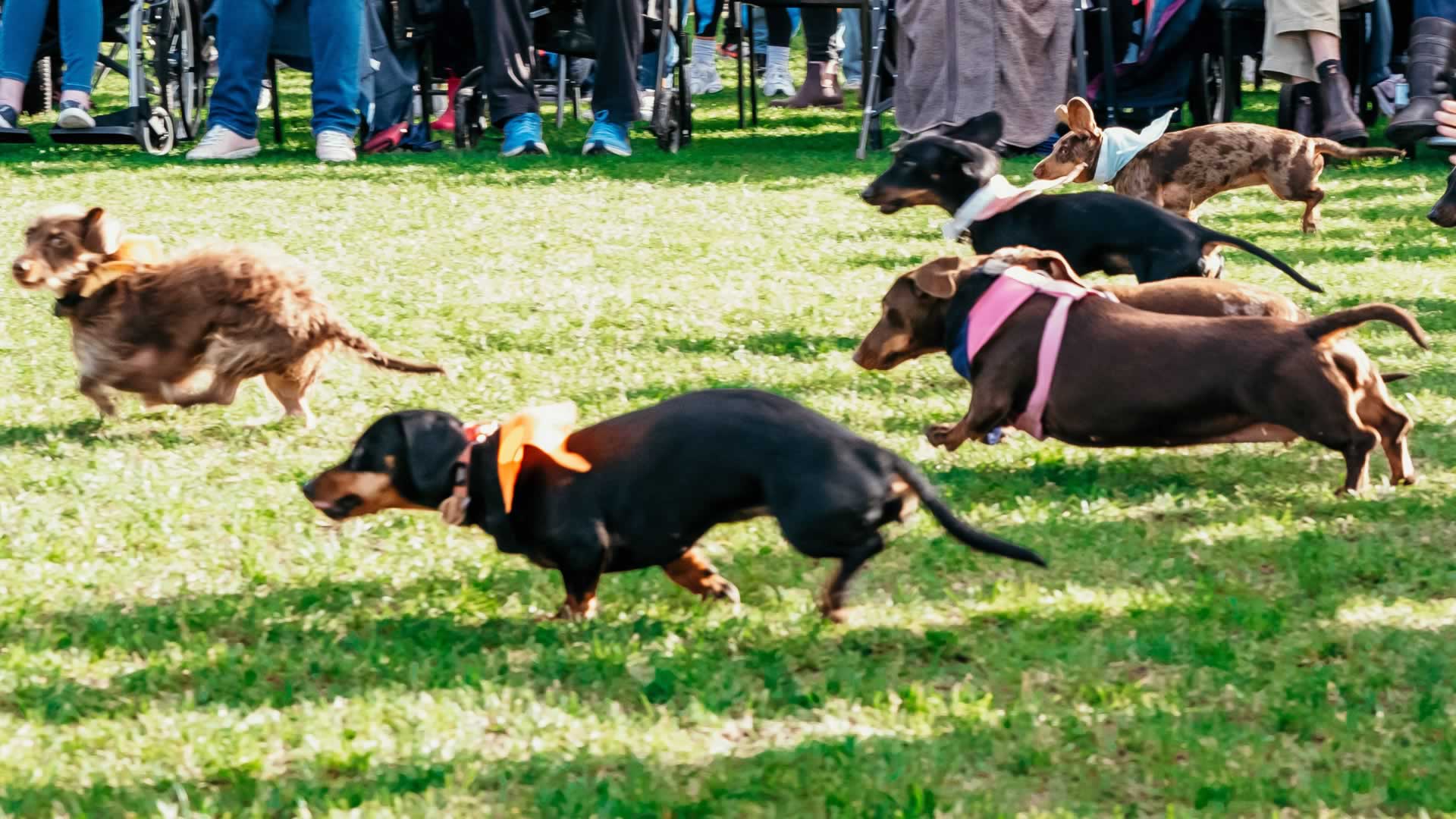 Dachshund Festival