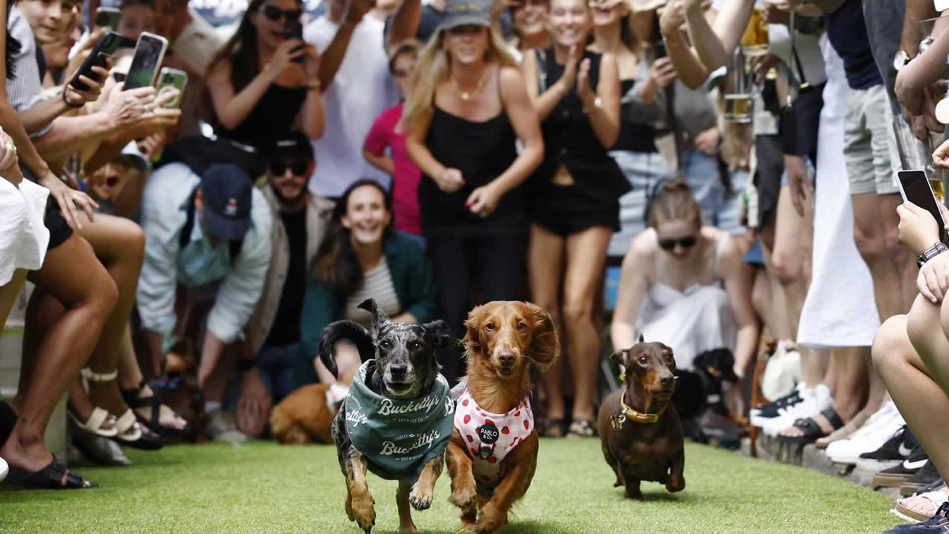 Dachshund Festival
