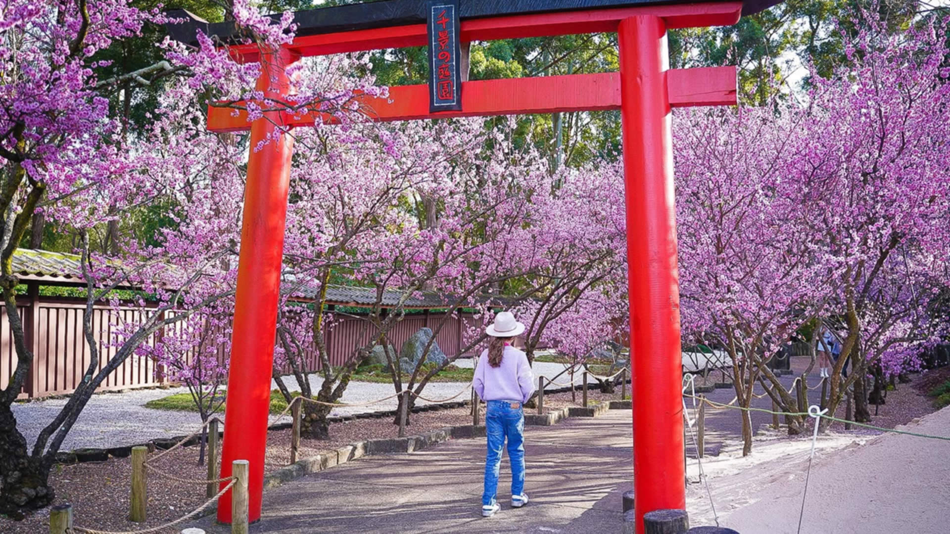 Cherry Blossom