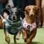 The Sydney Dachshund Festival 2026: A Day Of Sausage Dogs In Moore Park