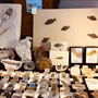 Western Sydney Gem and Crystal Expo Will Unearth Nature's Hidden Treasures in Cambridge Park