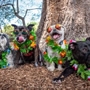 Street Paws Festival Will Bring Dogs, Community and Discovery to Darvall Park